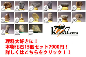 恐竜・化石のレンタル・イベント