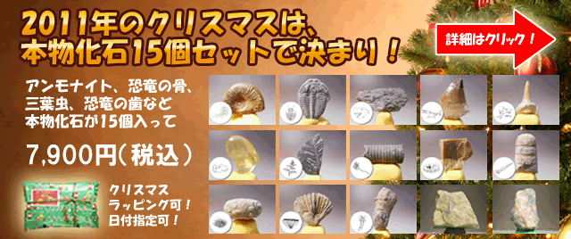 恐竜・化石のレンタル・イベント
